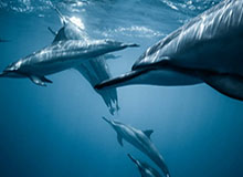 中国足协公开选聘国家男子足球队主教练，目标完成2030年世界杯参赛任务